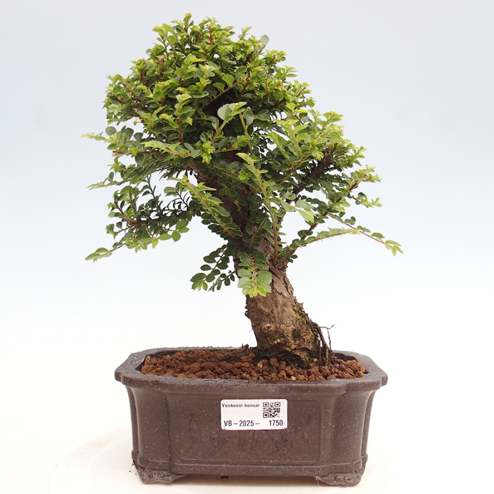 Outdoor bonsai - Ulmus parvifolia Hokkaido - Chinese elm