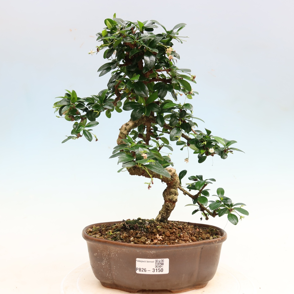 Room bonsai - Carmona macrophylla - Tea fuki