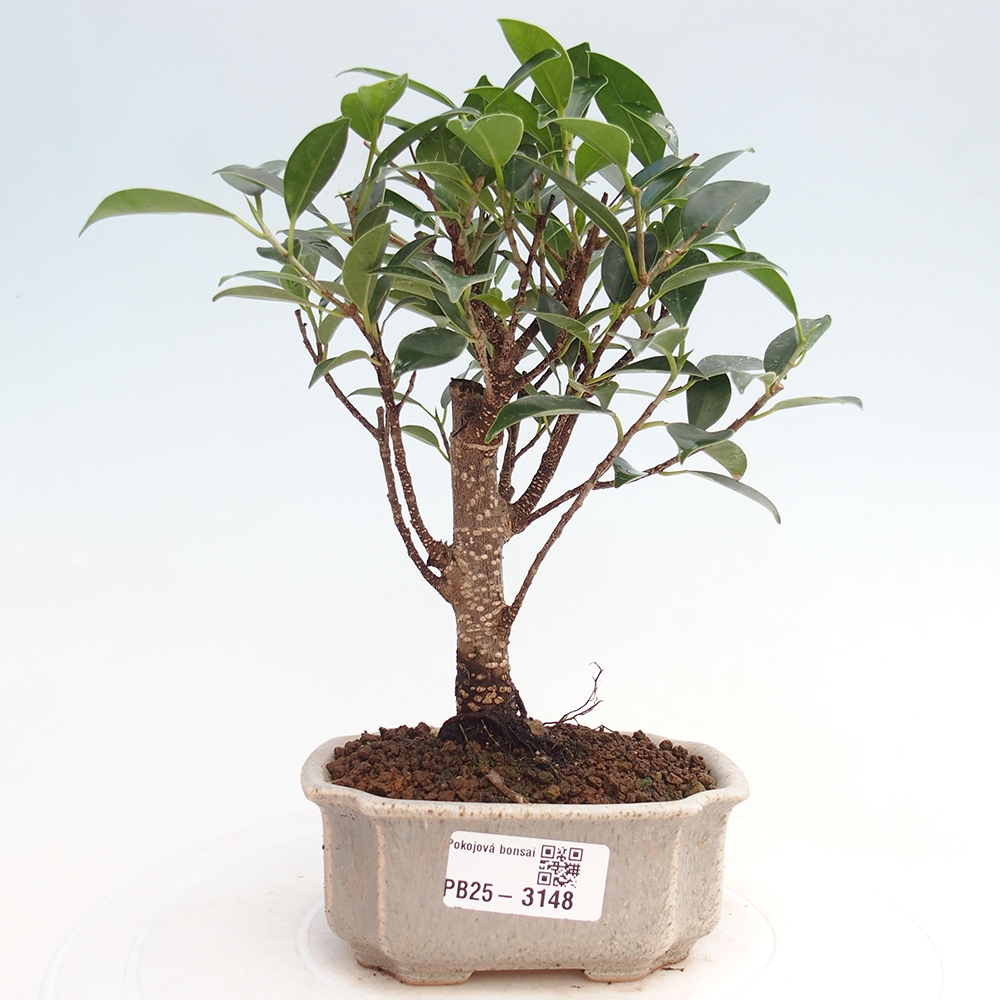 Room bonsai Ficus retusa kimmen