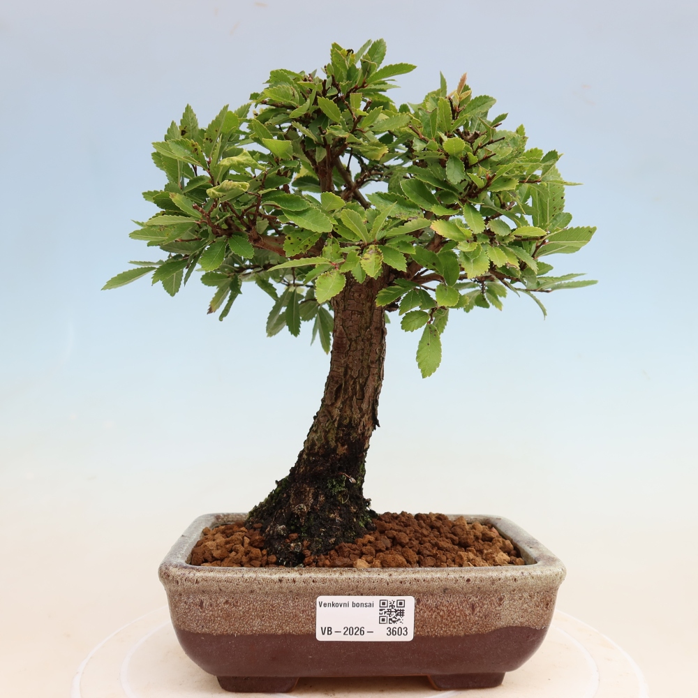 Outdoor bonsai - Zelkova - Zelkova NIRE