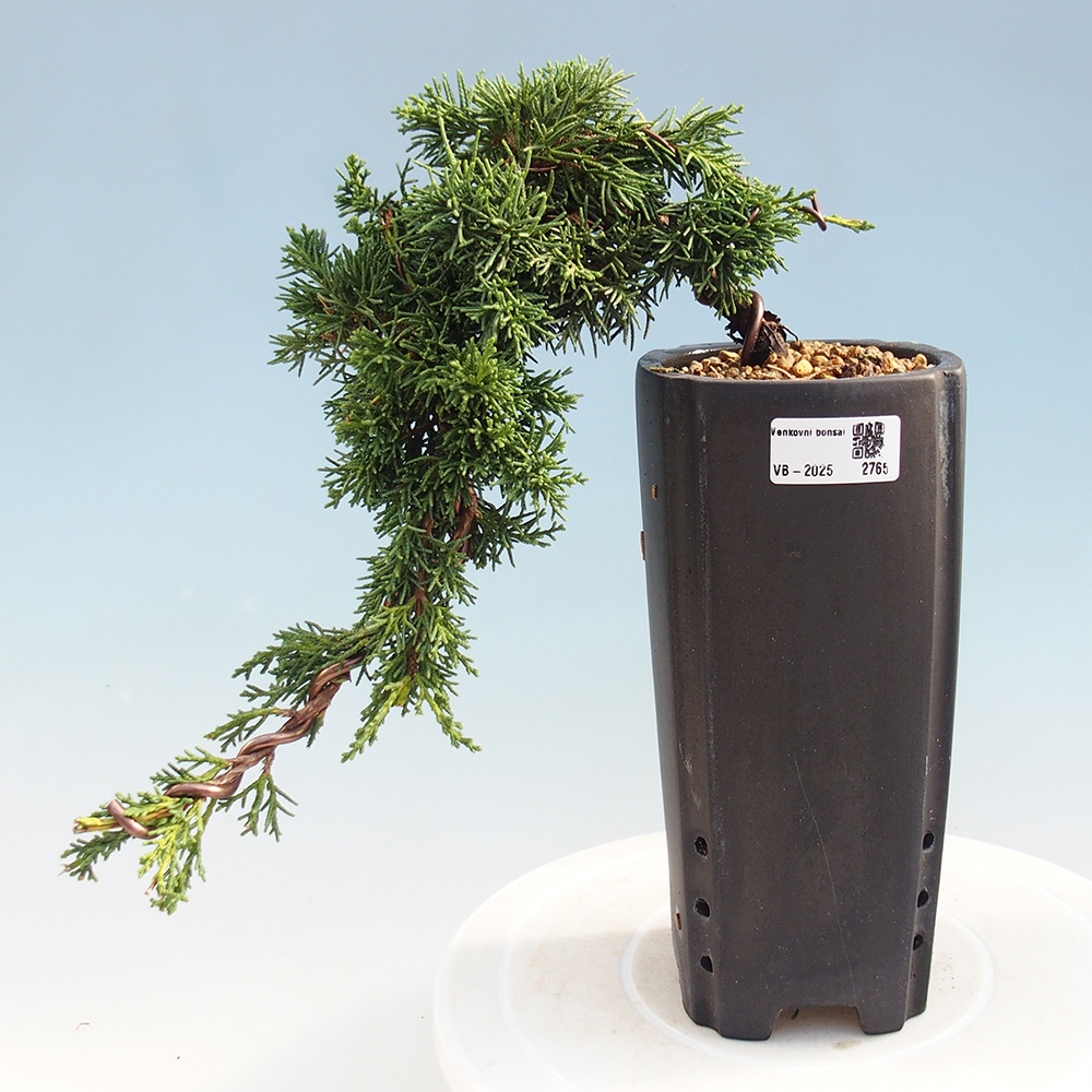 Outdoor bonsai - Juniperus chinensis Kishu - Chinese Juniper