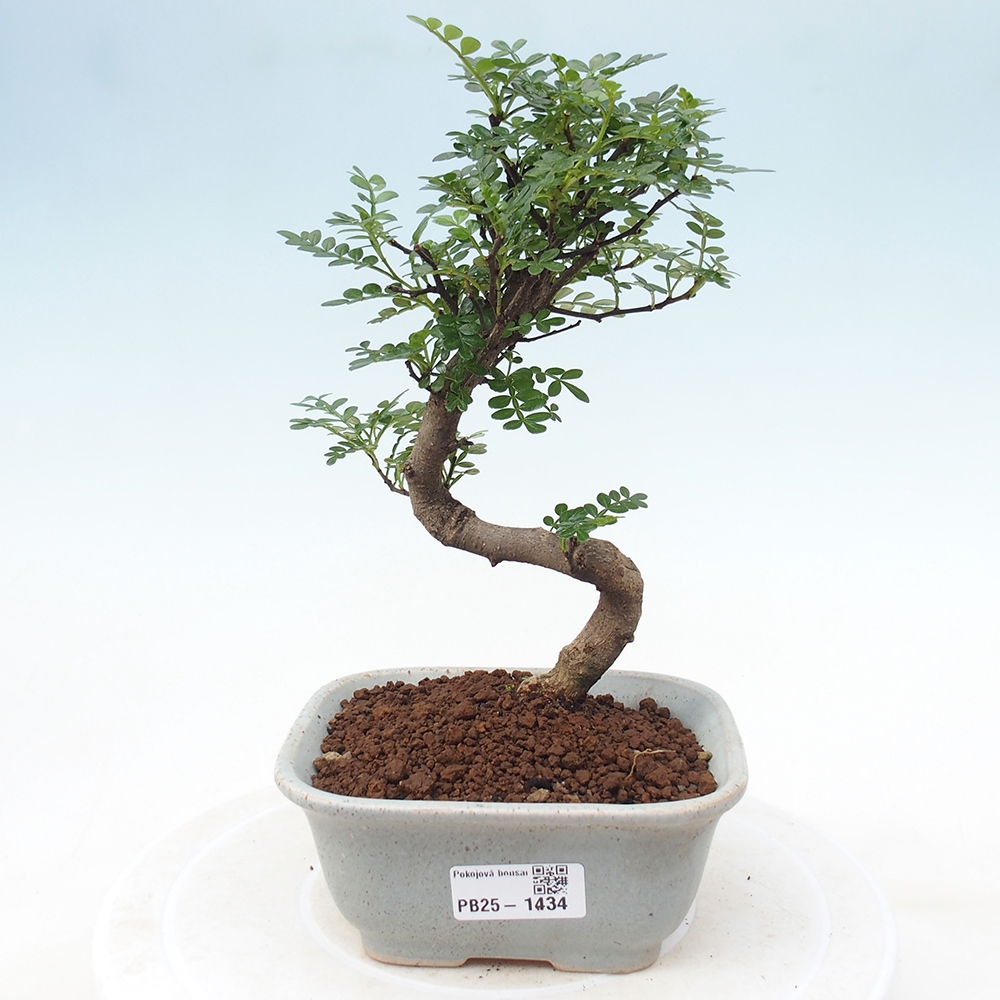 Indoor bonsai - Zantoxylum piperitum - Peppermint