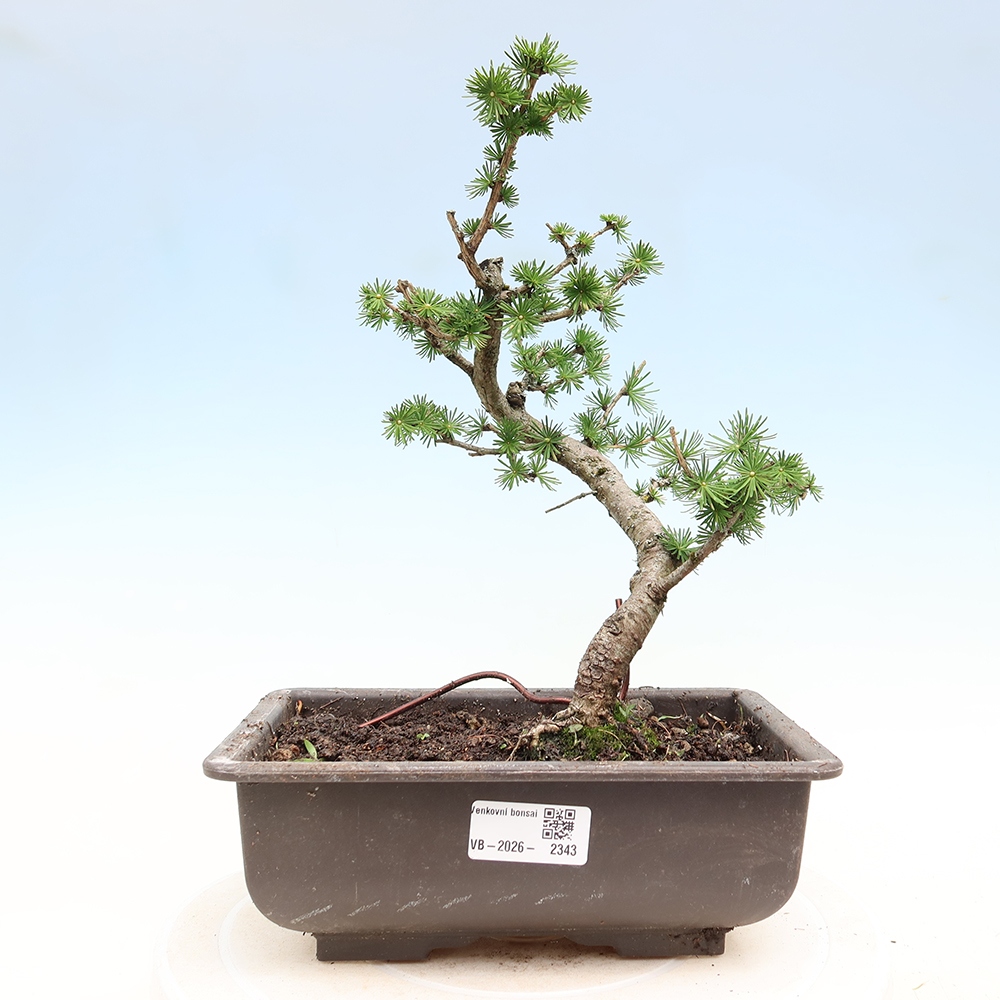 Outdoor bonsai -Larix decidua - Larch