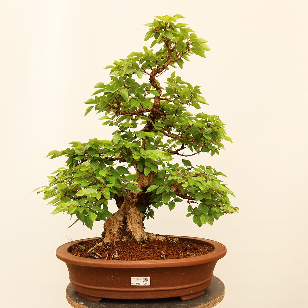 Outdoor bonsai - Carpinus Coreana - Korean hornbeam