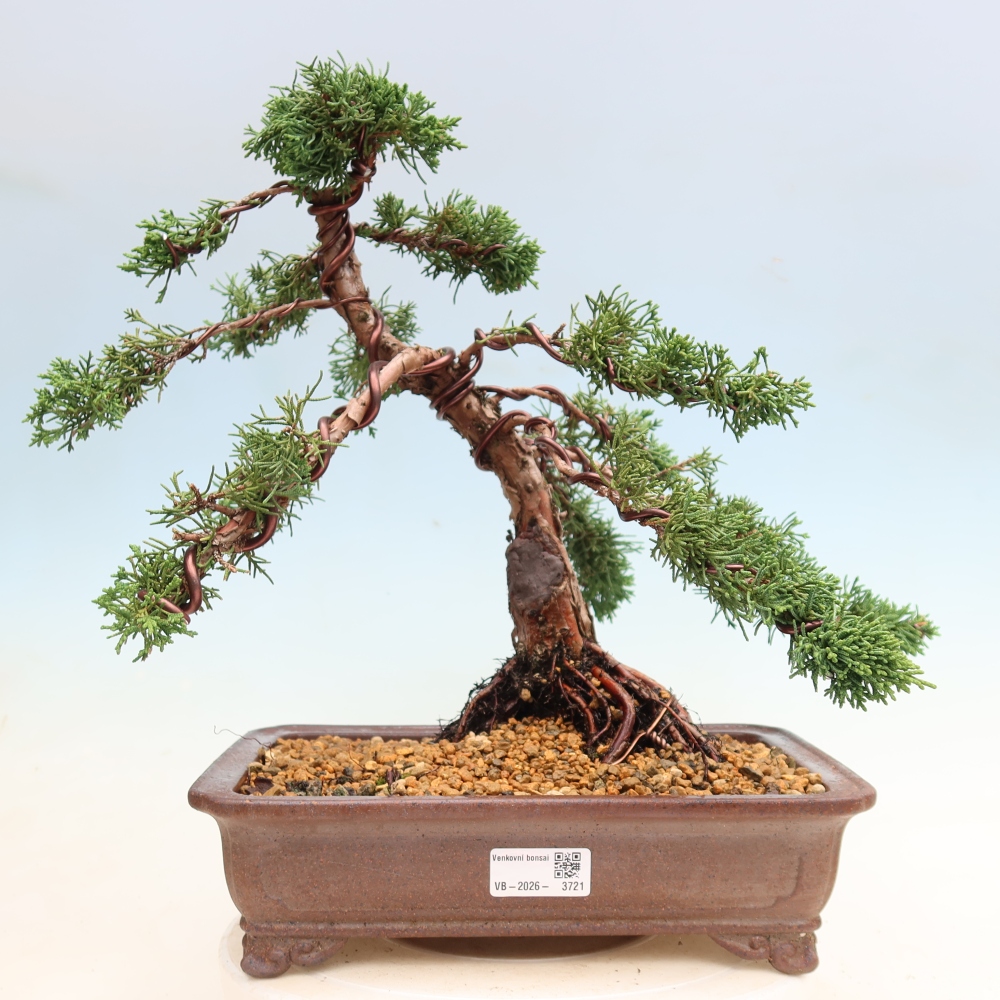 Outdoor bonsai - Juniperus chinensis Kishu