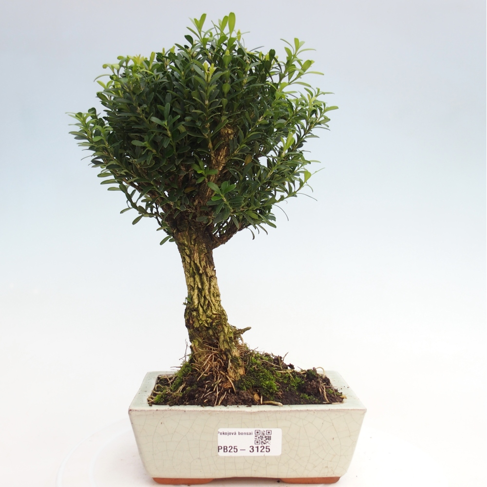 Room Bonsai - Buxus harlandii - Cork boxwood