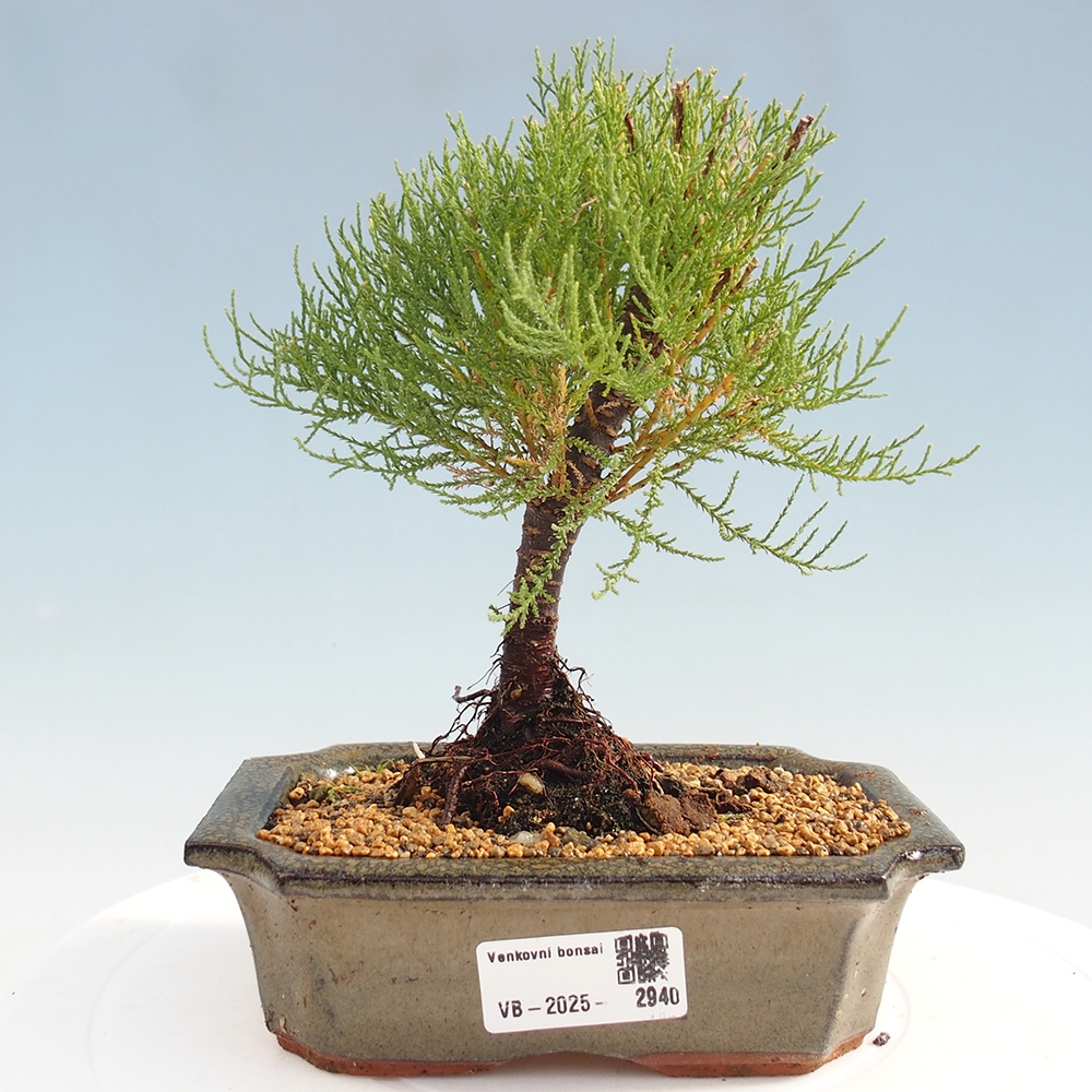 Outdoor bonsai - Tamarix - Tamarix