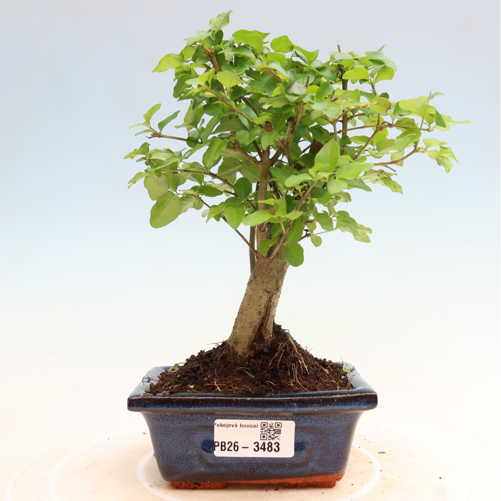 Room bonsai -Ligustrum chinensis - Birds Beak