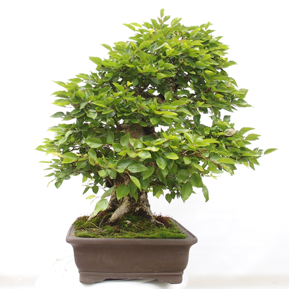 Outdoor bonsai -Carpinus CARPINOIDES - Korean hornbeam
