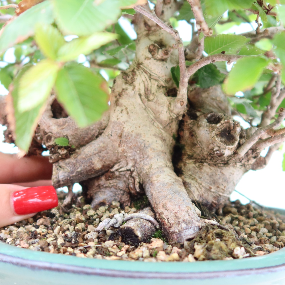 Outdoor bonsai -Carpinus coreana - Korean Hornbeam