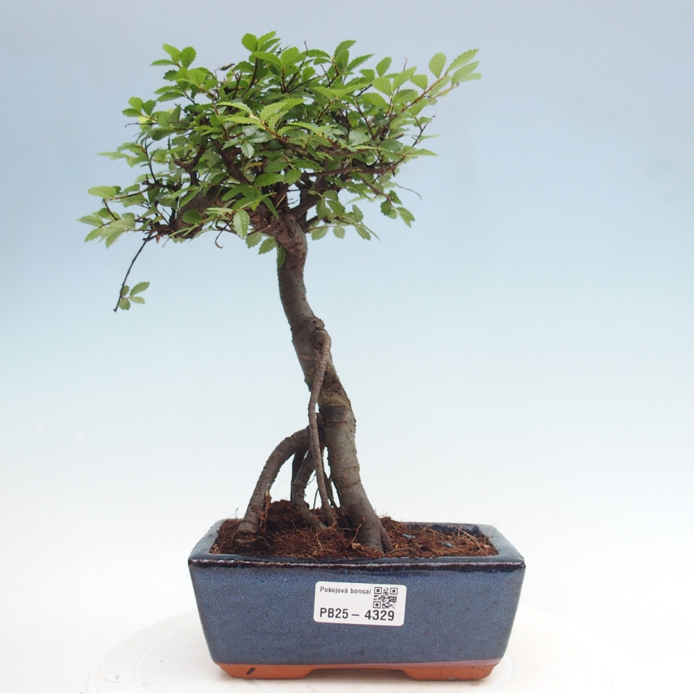 Room bonsai - Ulmus parvifolia - Small-leaved elm