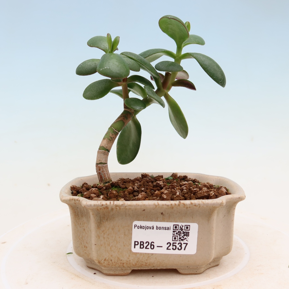Room bonsai - Portulakaria Afra - Tlustice