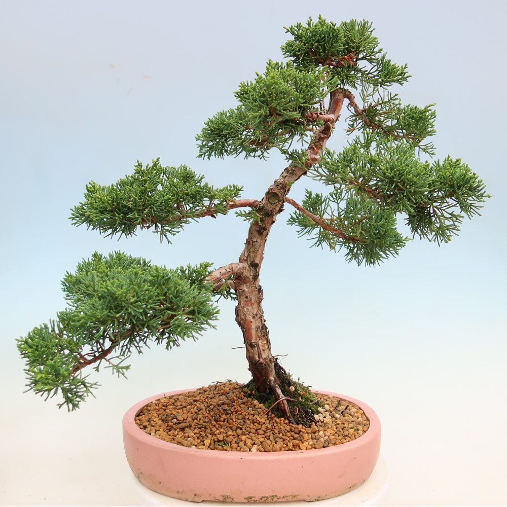 Outdoor bonsai - Juniperus chinensis Kishu