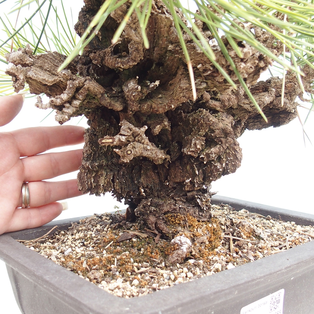 Outdoor bonsai - Pinus thunbergii - Thunberg pine