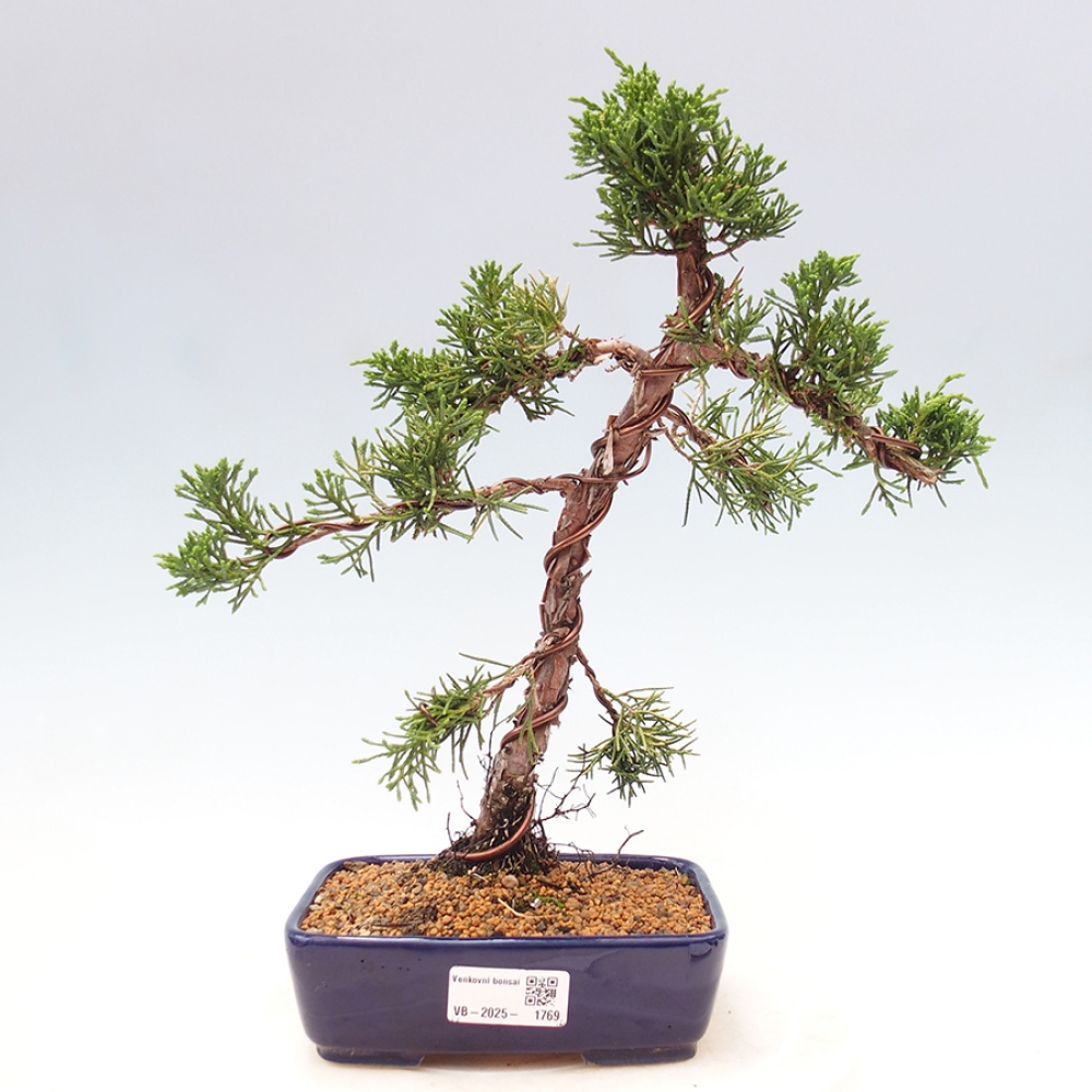 Outdoor bonsai - Juniperus chinensis Kishu - Chinese Juniper