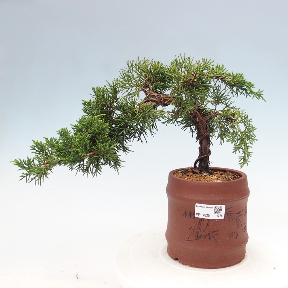 Outdoor bonsai - Juniperus chinensis Kishu - Chinese Juniper