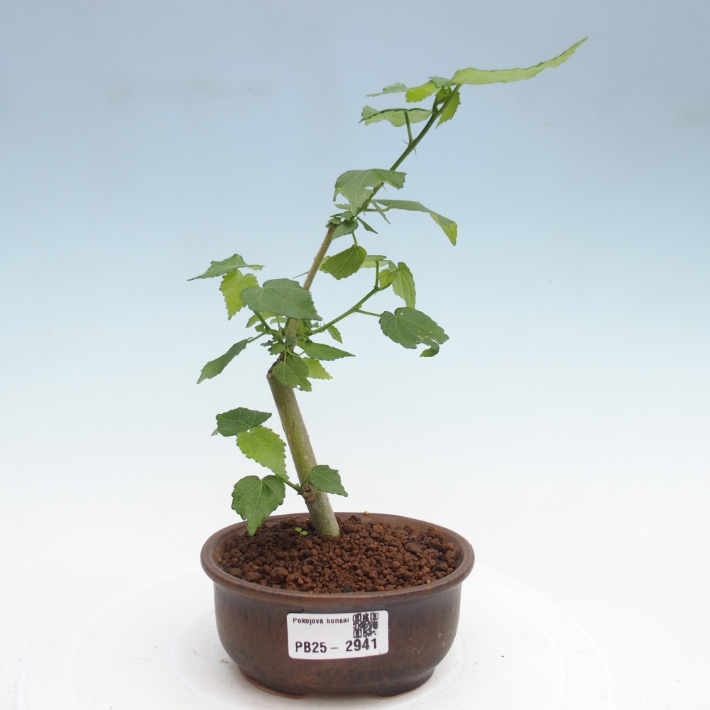Indoor bonsai - Malvaviscus arboreus - woody hibiscus