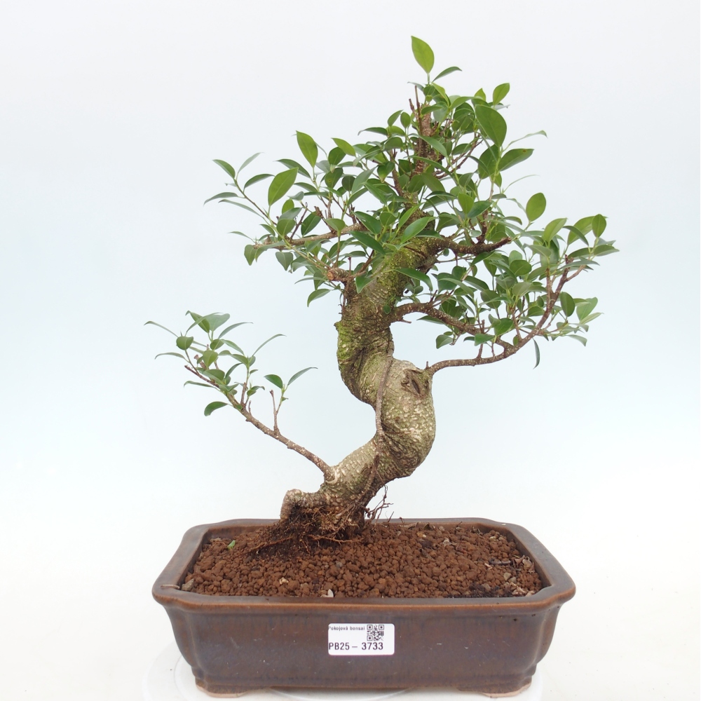 Room bonsai - Ficus kimmen - small-leaved ficus