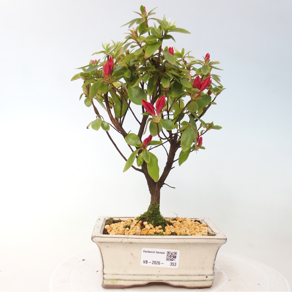 Outdoor bonsai - Japanese azalea - Azalea sp.