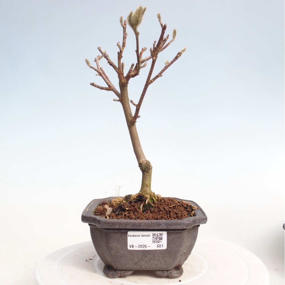 Outdoor bonsai - Magnolia stellata
