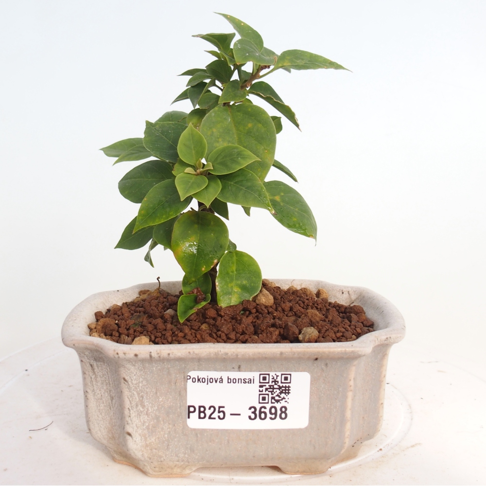 Room bonsai - Bouganwilea