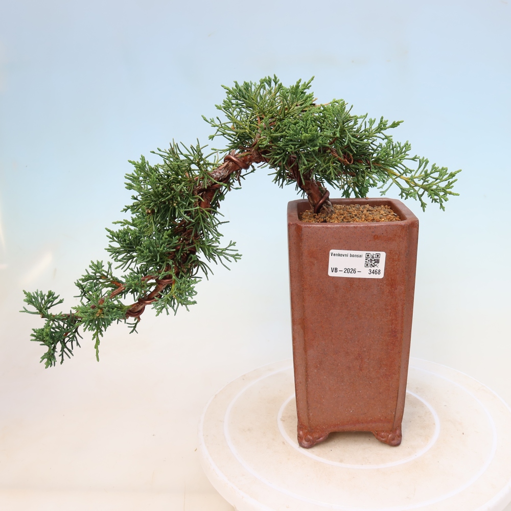 Outdoor bonsai - Juniperus chinensis Kishu