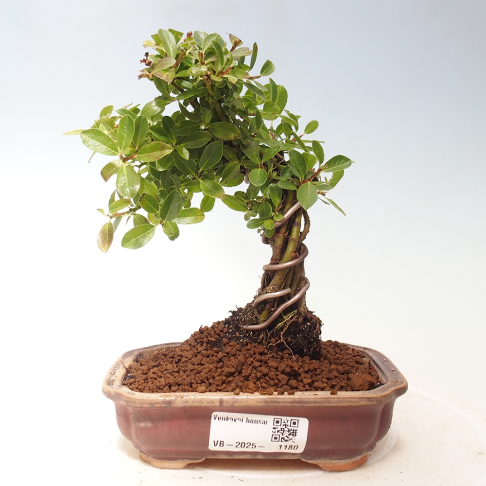 Outdoor bonsai - Salix - Willow