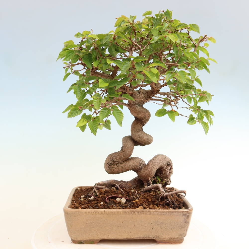 Outdoor bonsai -Carpinus coreana - Korean Hornbeam