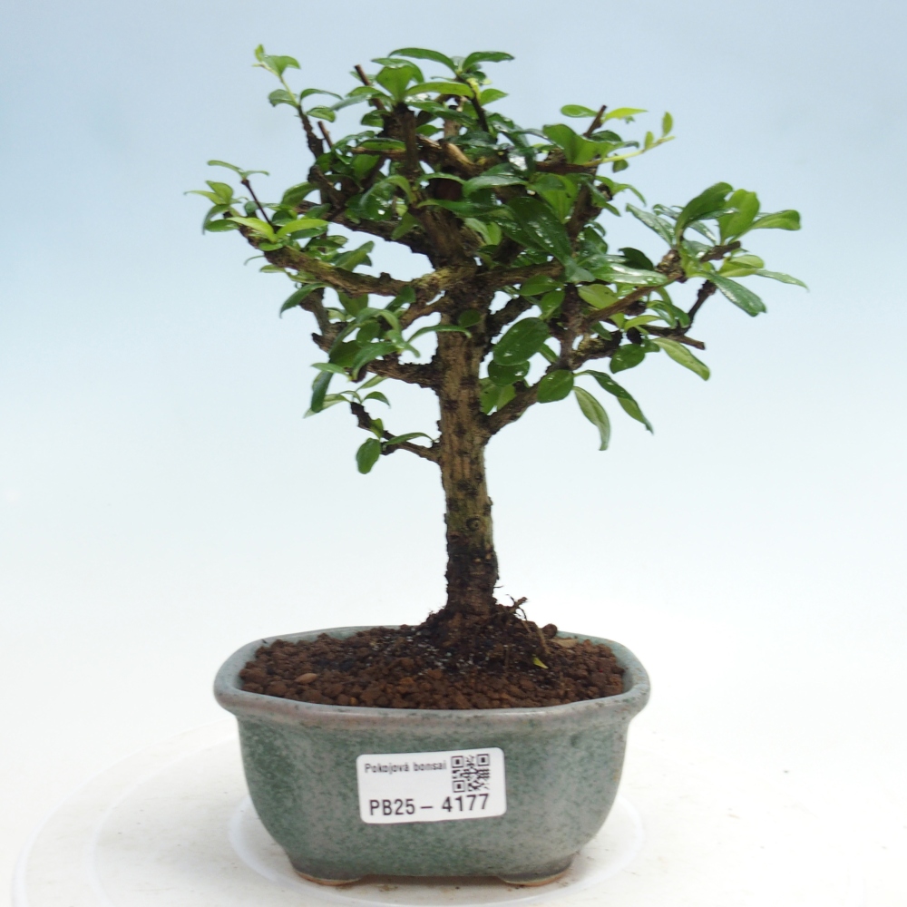 Room bonsai - Carmona macrophylla - Tea fuki