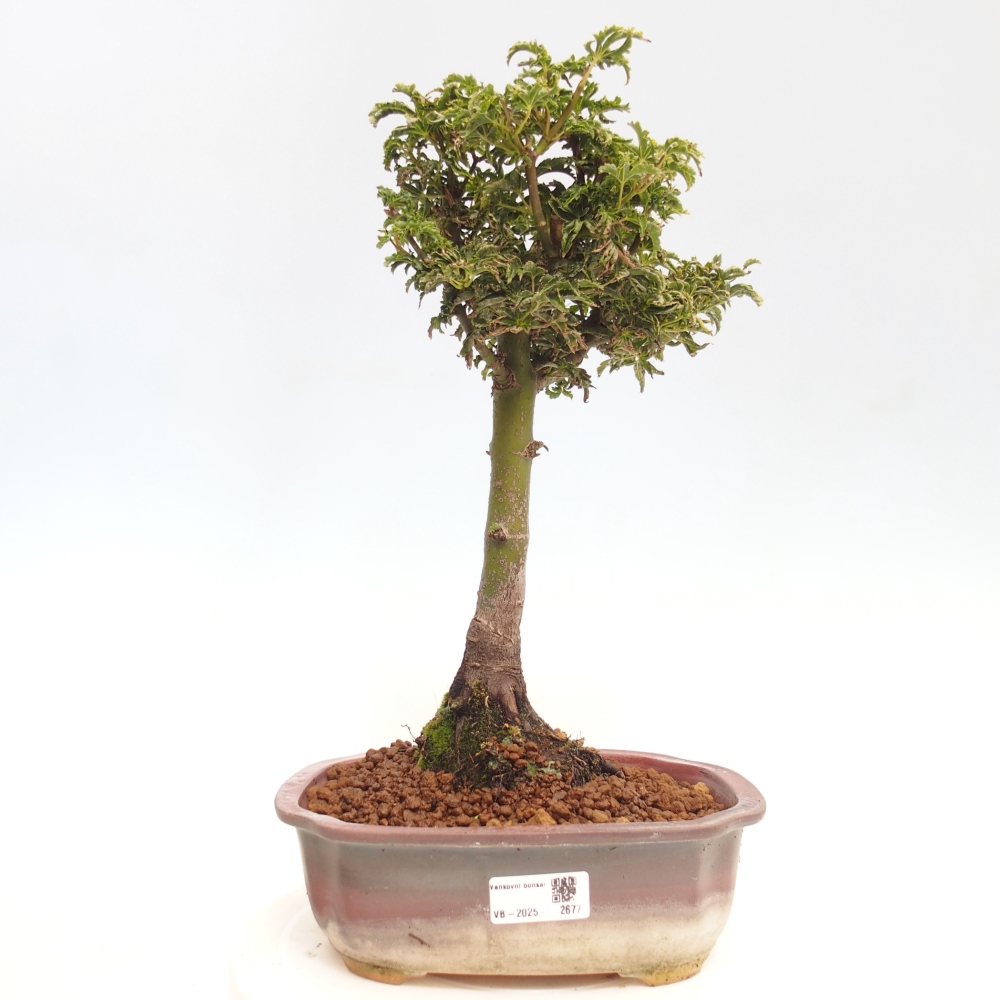 Outdoor bonsai - Acer palmatum Shishigashira maple