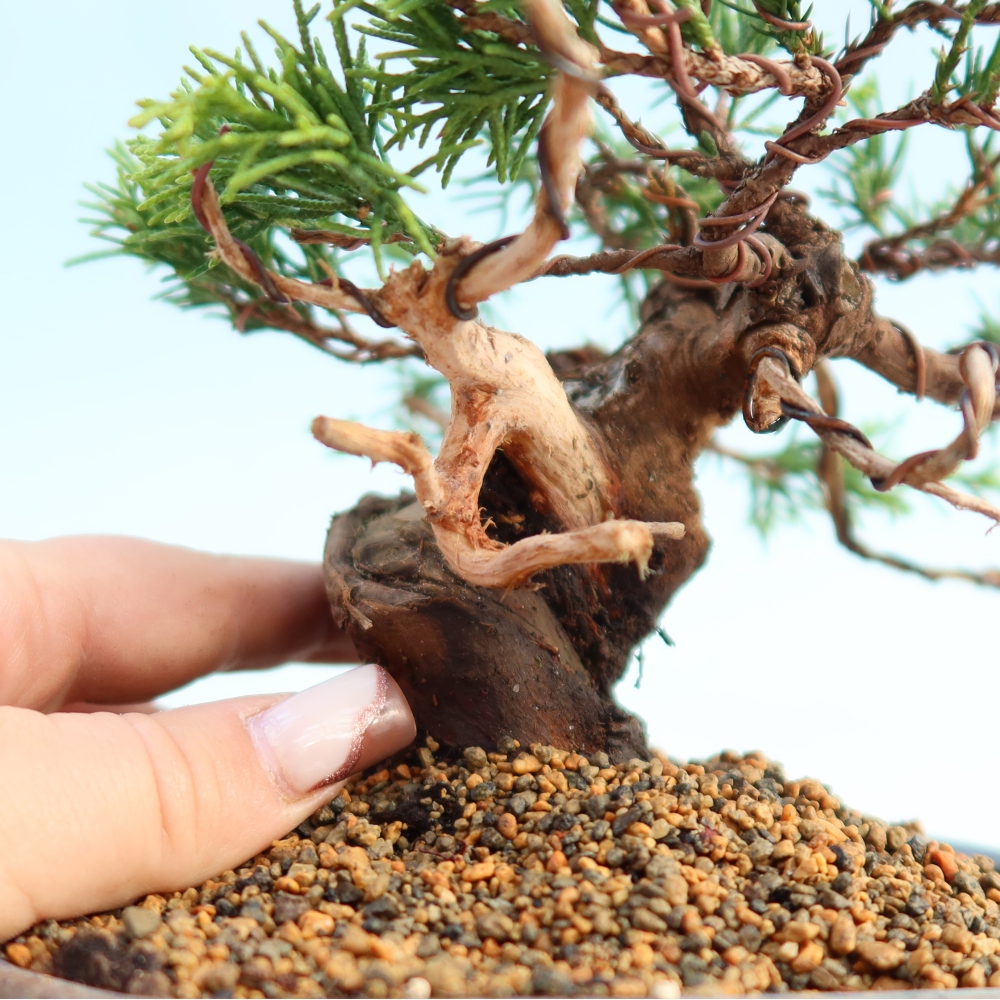 Outdoor bonsai - Juniperus chinensis Itoigawa - Chinese juniper
