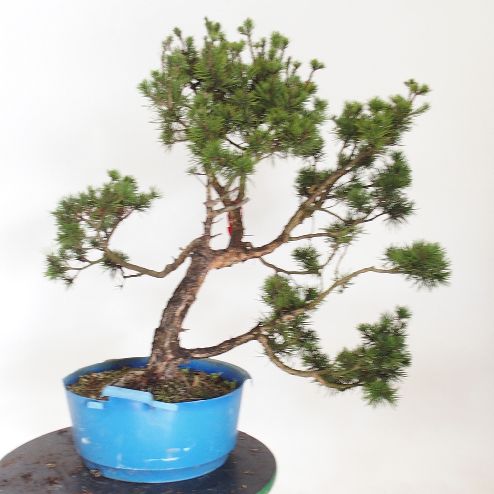 Yamadori - Pinus sylvestris Spain