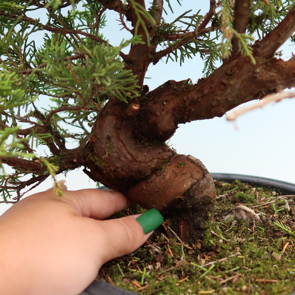 Outdoor Bonsai - Juniperus chinensis Itoigawa - Chinese Juniper
