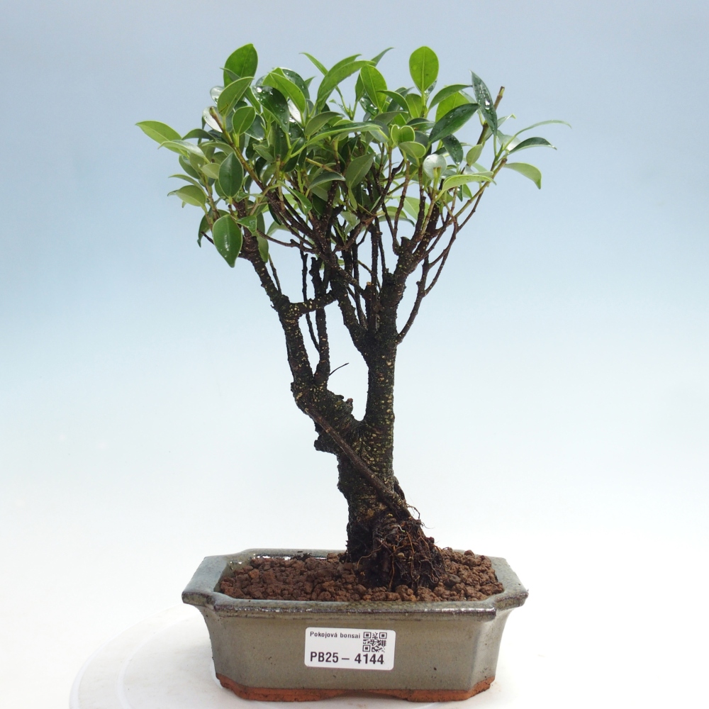 Indoor bonsai - Ficus retusa - small-leaved ficus