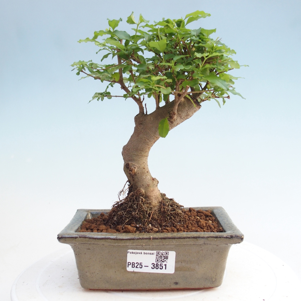 Room bonsai -Ligustrum chinensis - Birds Beak