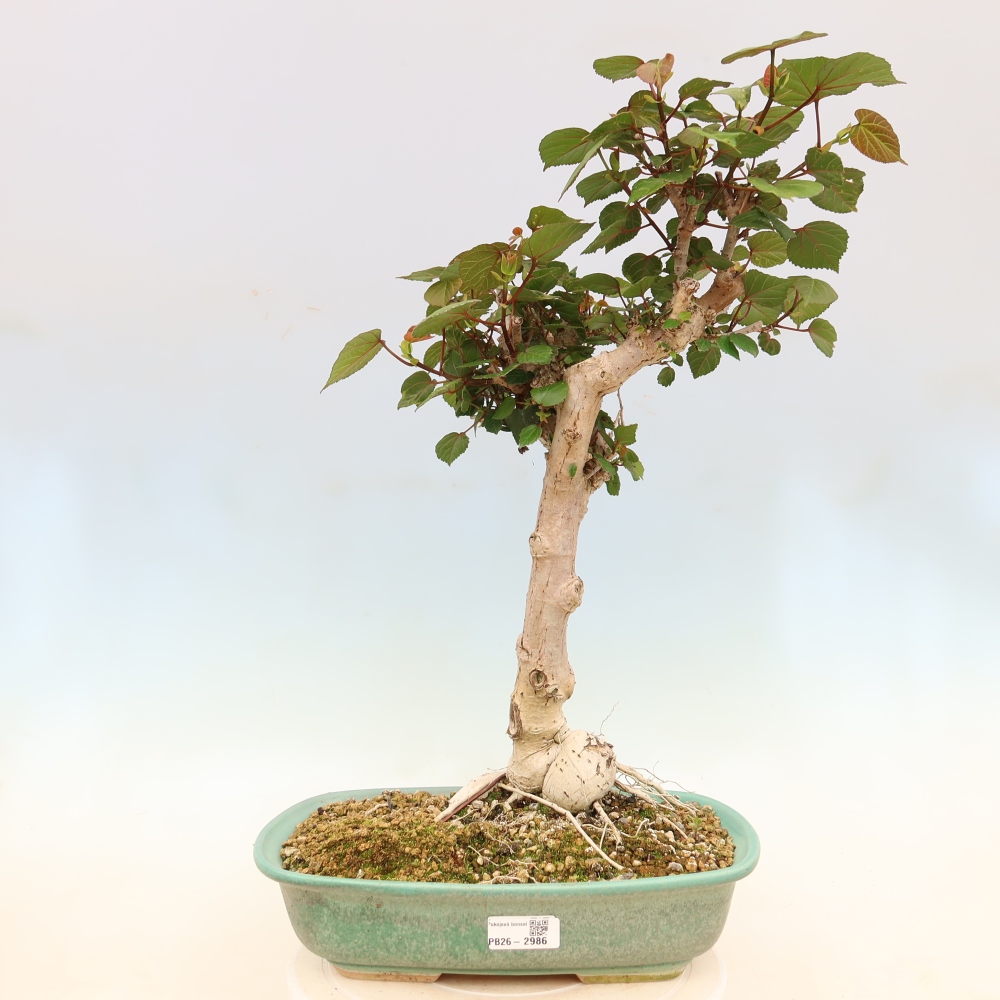 Indoor bonsai - Hibiscus tiliaceus - Sea Hibiscus