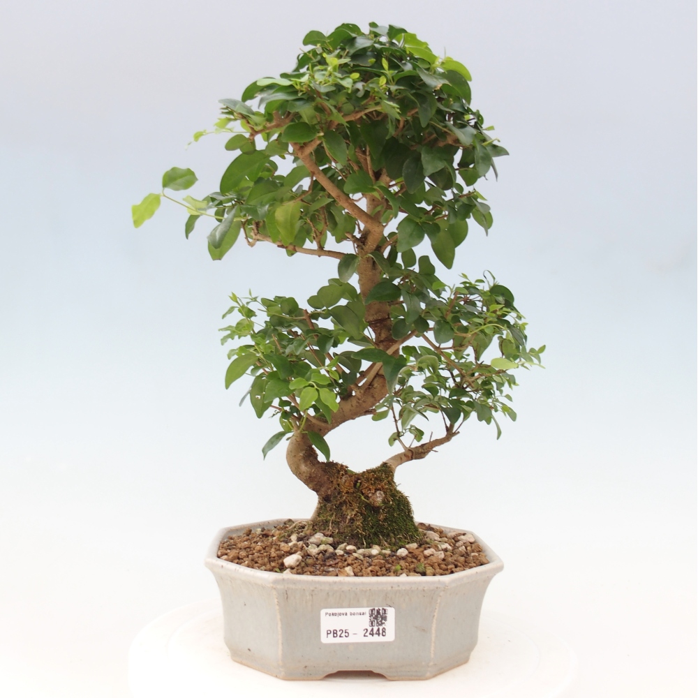 Indoor bonsai -Ligustrum chinensis - Bird's beak