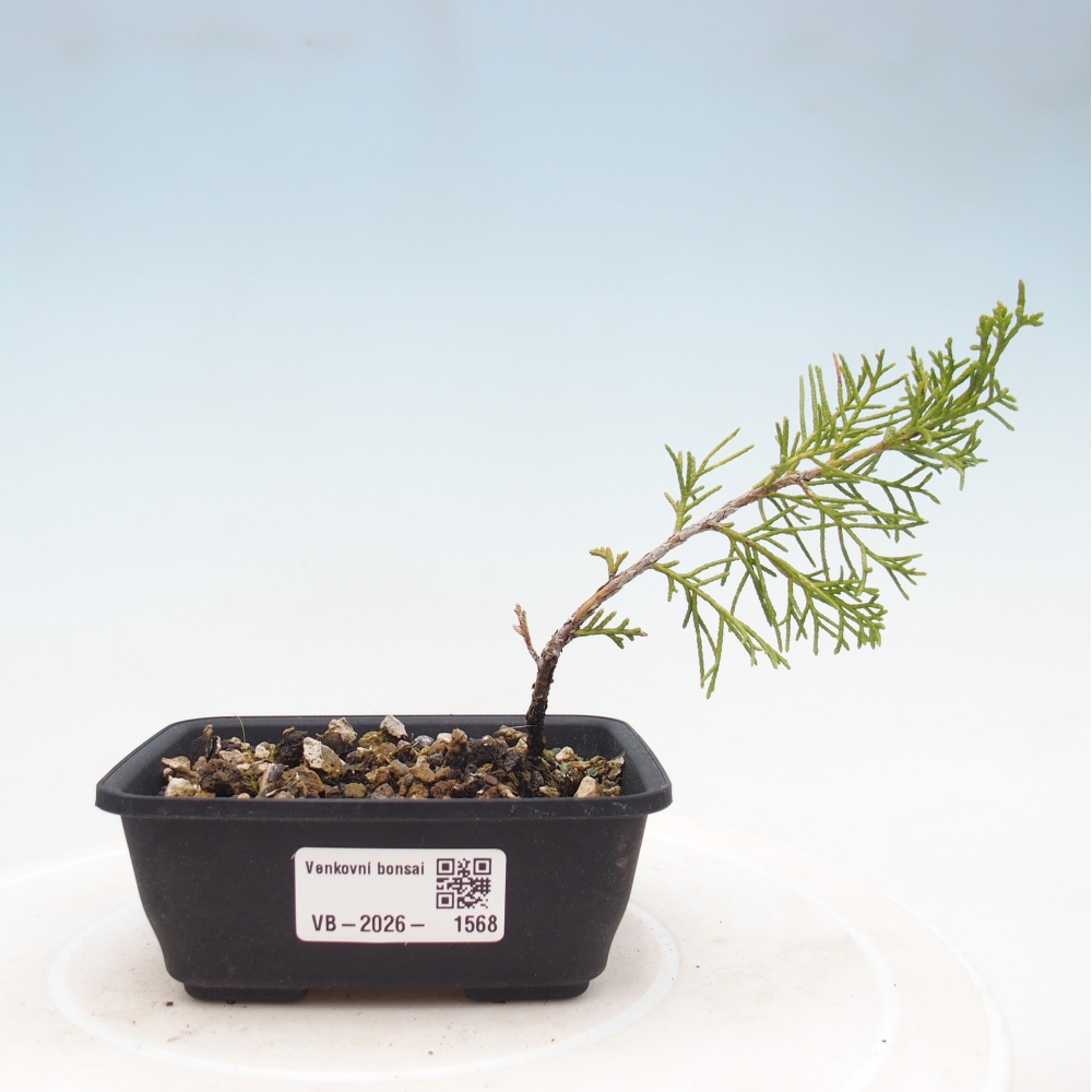 Outdoor bonsai - Juniperus chinensis Itoigawa