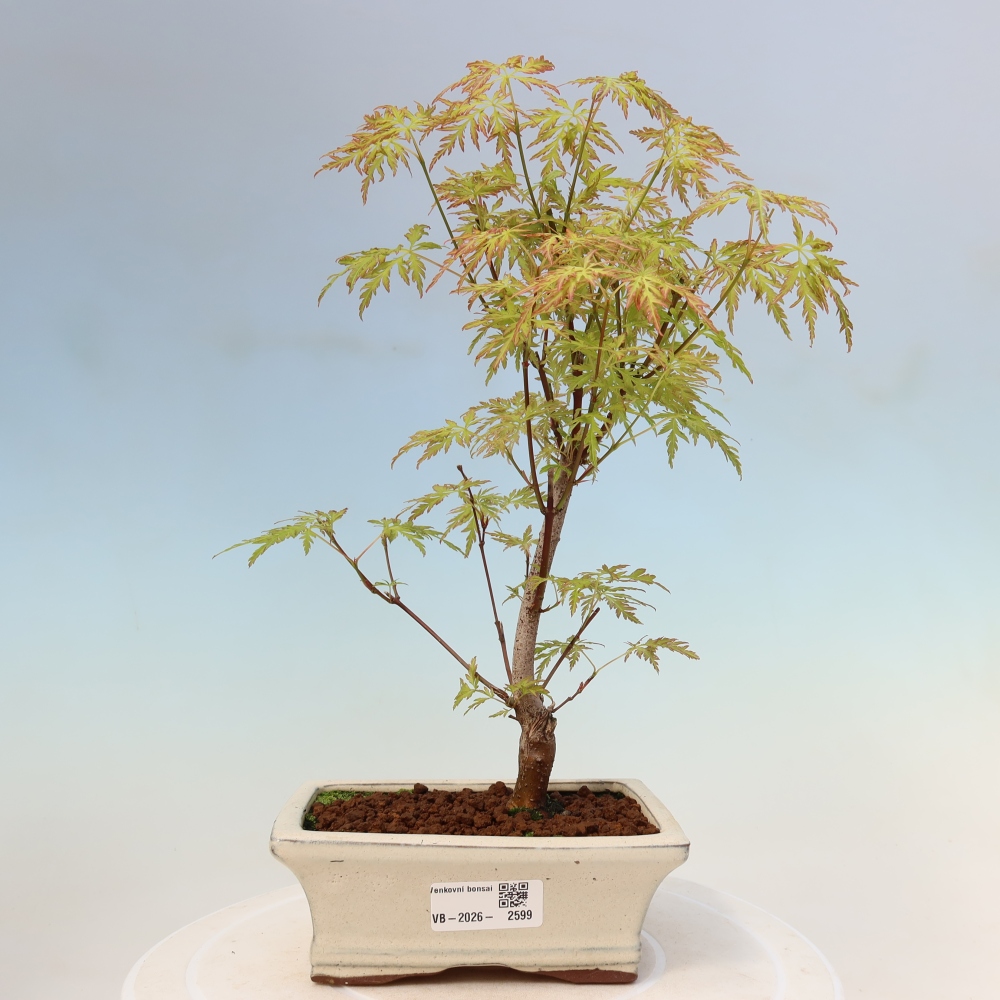 Outdoor Bonsai - Acer palmatum Dissectum - Japanese Maple 