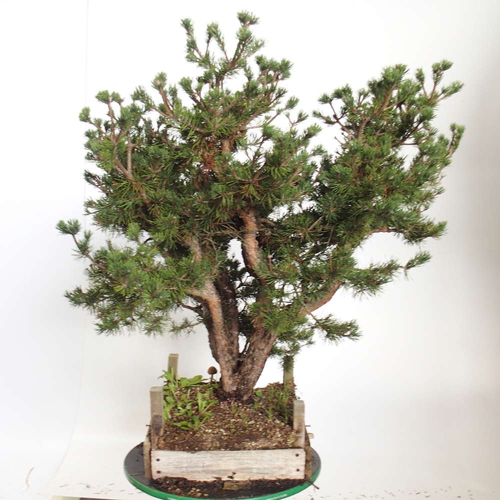 Yamadori - Pinus sylvestris Spain