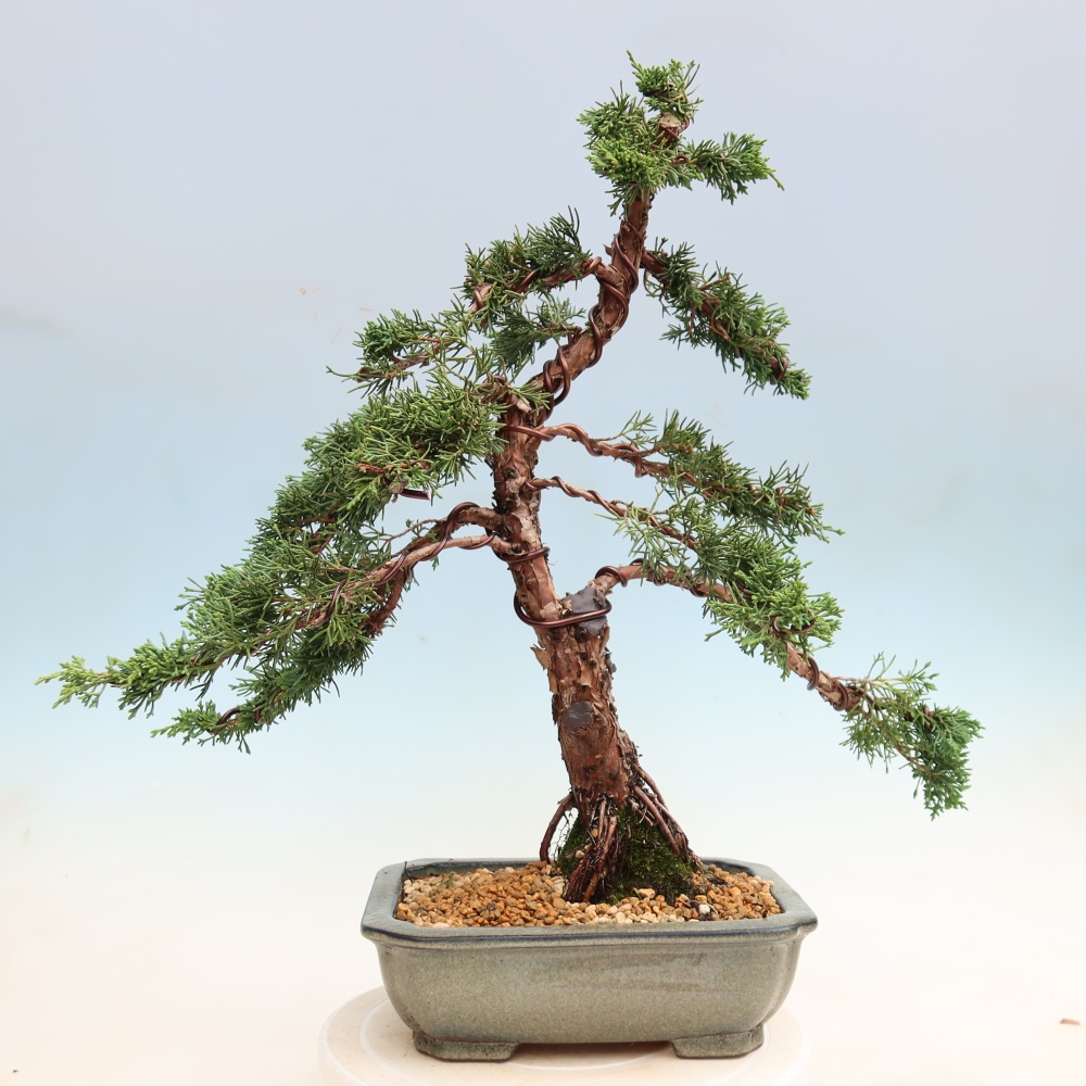 Outdoor bonsai - Juniperus chinensis Kishu