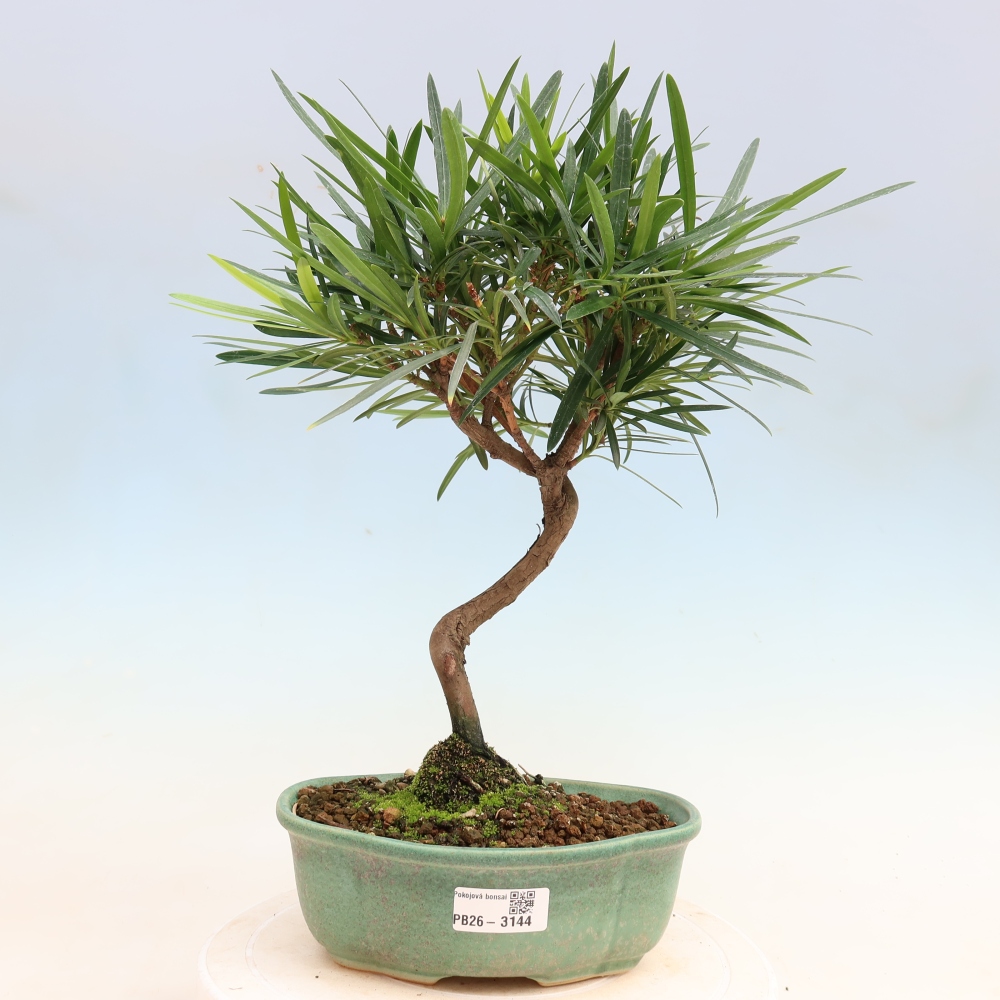 Room bonsai - Podocarpus - Stone Yew