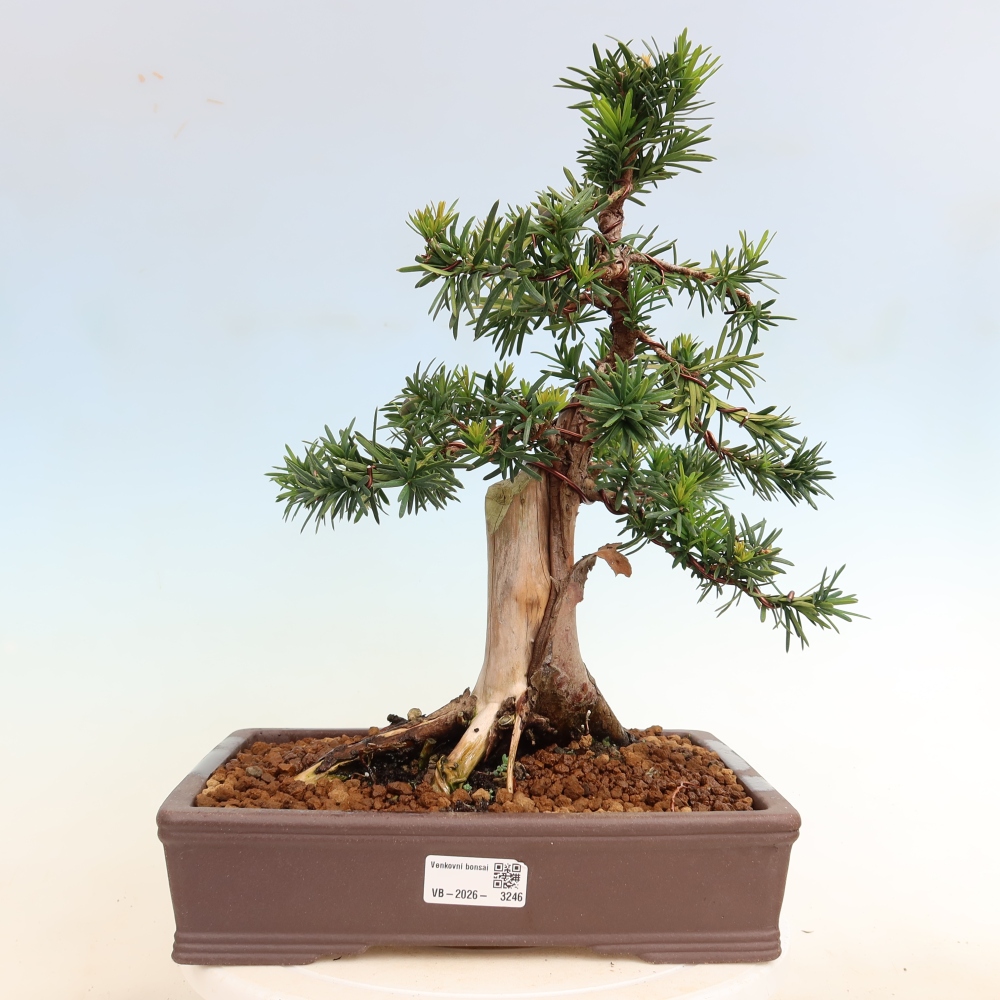 Outdoor Bonsai - Taxus cuspidata  - Japanese Yew