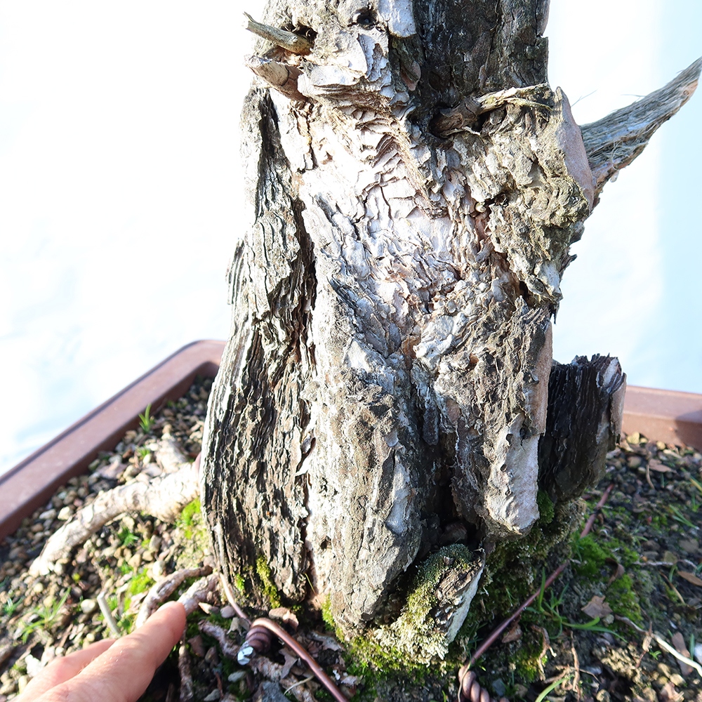 Pinus sylvestris Spain - Scots pine