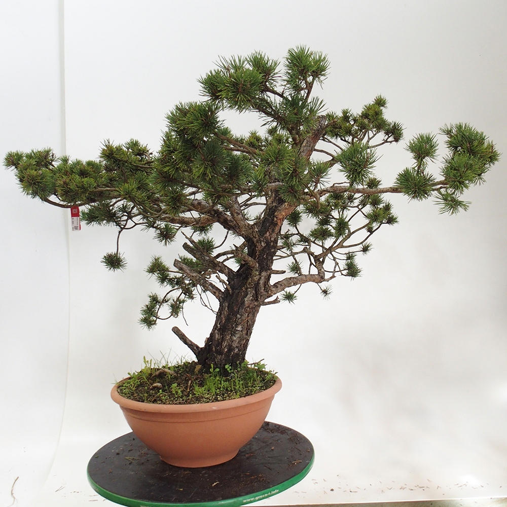 Yamadori - Pinus sylvestris Spain
