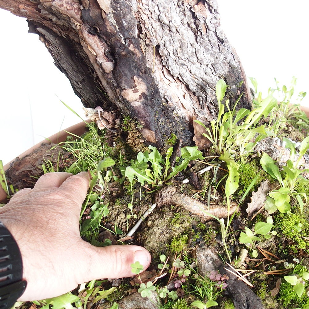 Yamadori - Pinus sylvestris Spain