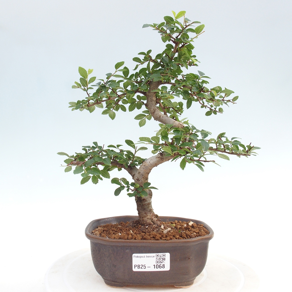 Room Malolistý elm bonsai