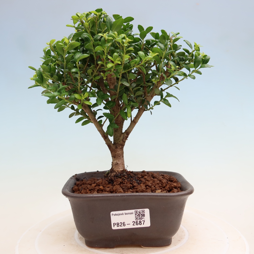 Room bonsai - Ilex crenata - Holly