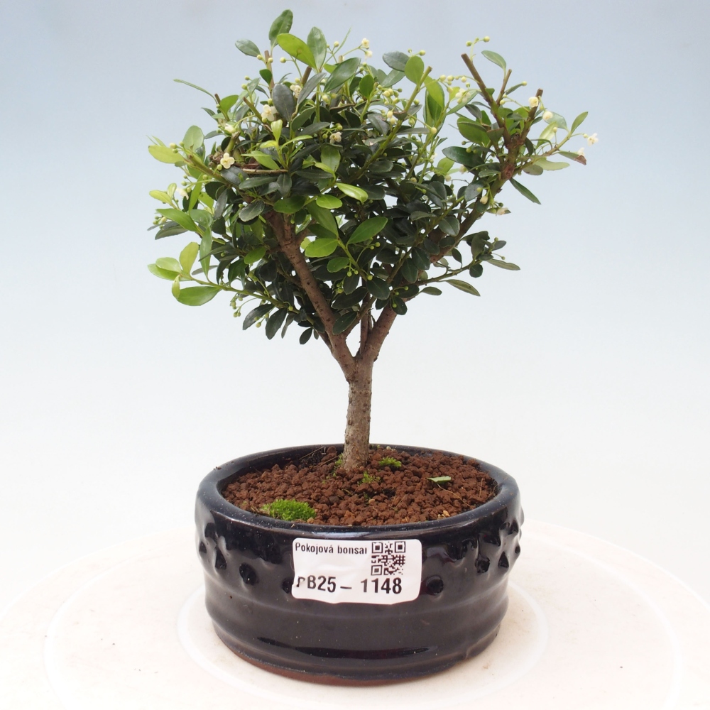 Indoor bonsai - Ilex crenata - Holly