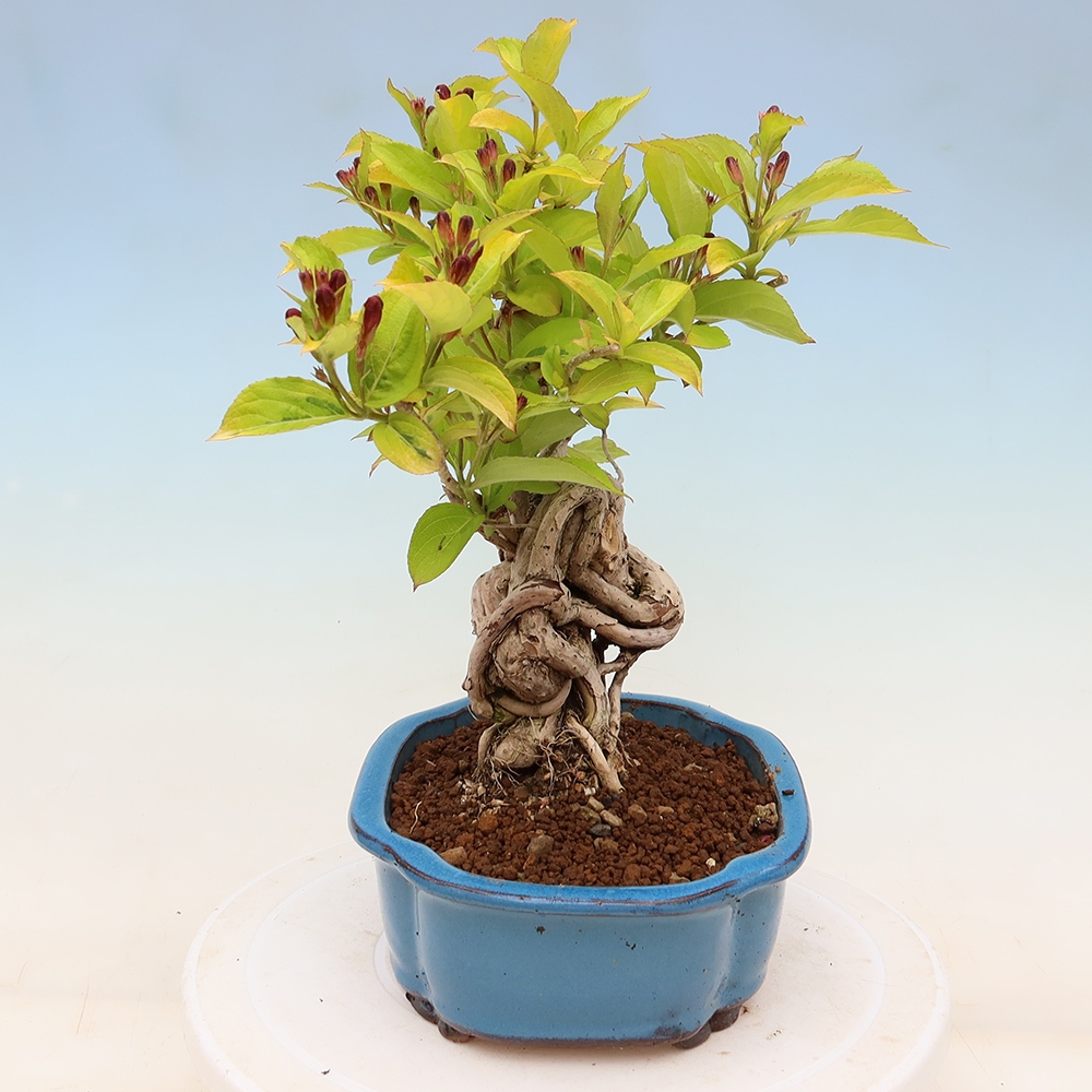 Outdoor Bonsai - Weigela subsessilis - Korean Weigela